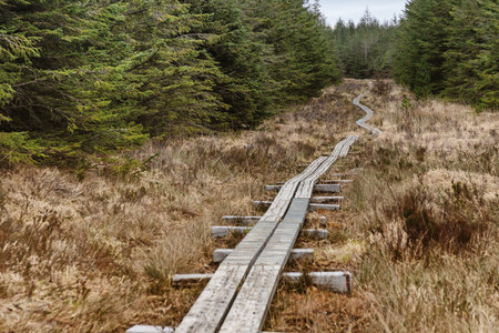 Western way trail in a bog with pine forest around, Maam Cross, Galway, Irelandの写真素材