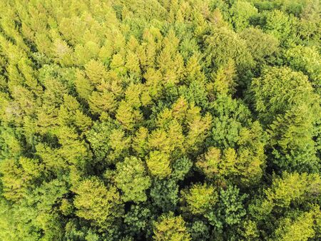 Aerial view of Pine forest  in Merlin Park, Galway, Ireland