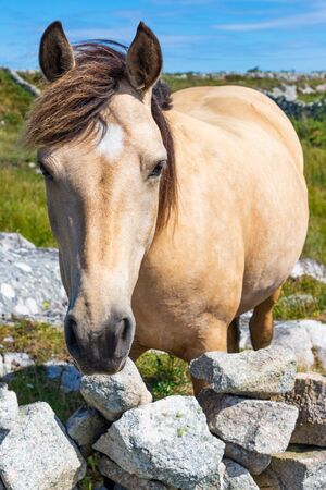 Horse portrait in Carraroe, Conemara, Galway, Irelandの写真素材