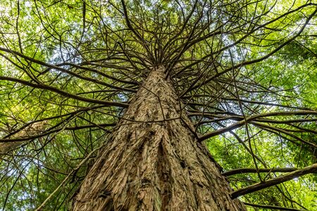 Tree in Cong Forest, Cong, Mayo, Irelandの写真素材