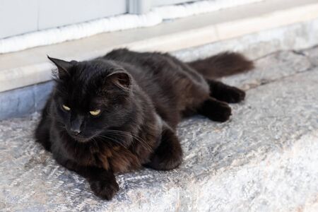 Black cat resting in Hydra Island, Greeceの写真素材