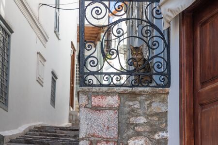 Cat in Traditional buildings and streets in Hydra Island, Greeceの写真素材