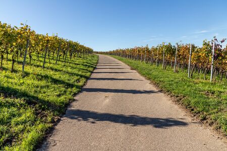 Trail around vineyard, Varnhalt, Baden Baden, Germanyの写真素材
