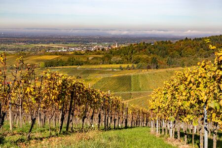 Varnhalt vineyard with village in background, Baden Baden, Germany