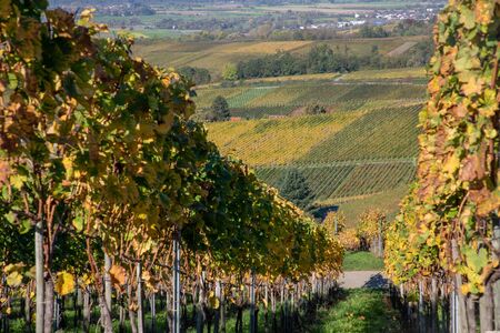 Varnhalt vineyard with  valley in background, Baden Baden, Germanyの写真素材