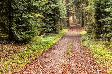 Trail with autumn leaves around Calw village, Germanyの写真素材
