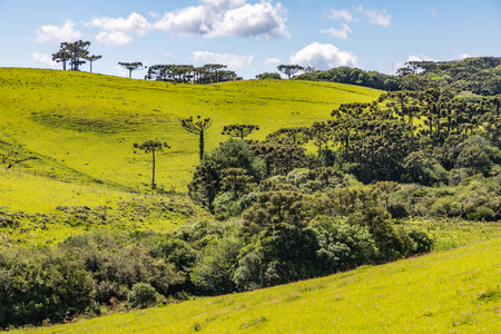 Farm field with flowers and Araucaria forest in Sao Francisco de Paula, Rio Grande do Sul, Brazilの写真素材