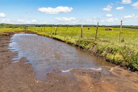 Road and Herd in a Farm field in Sao Francisco de Paula, Rio Grande do Sul, Brazilの写真素材