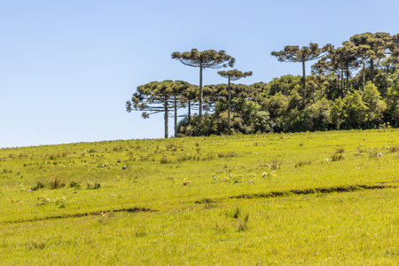Farm field with Araucaria forest in Sao Francisco de Paula, Rio Grande do Sul, Brazilの写真素材