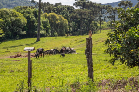 Owl, farm fields and forest, Linha nova village, Rio Grande do Sul, Brazilの写真素材
