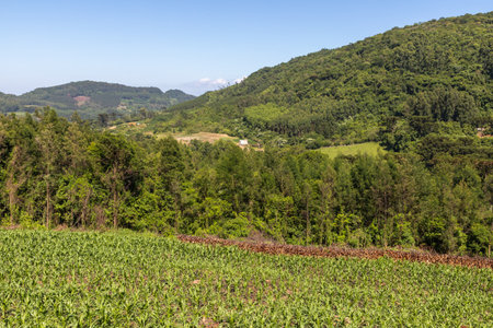 Forest and farm plantation with mountains in background, Linha nova village, Rio Grande do Sul, Brazilの写真素材