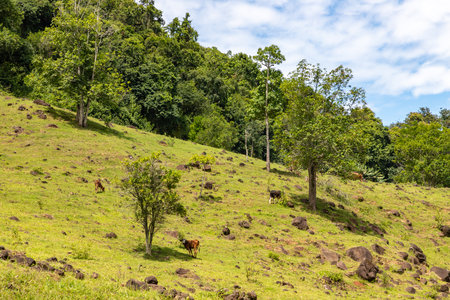 Farm meadow and valley with forest around, Tres Coroas, Rio Grande do Sul, Brazilの写真素材