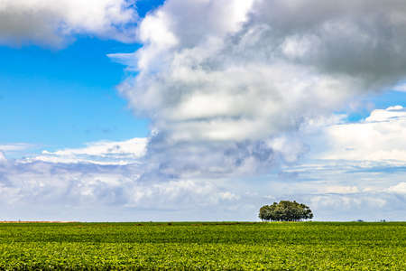 Soy plantation in farm field and clouds, Tapes, Rio Grande do Sul, Brazilの写真素材