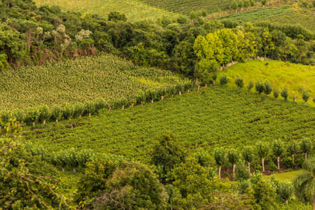 Vineyards and forest in valley, Bento Goncalves, Rio Grande do Sul, Brazilの写真素材
