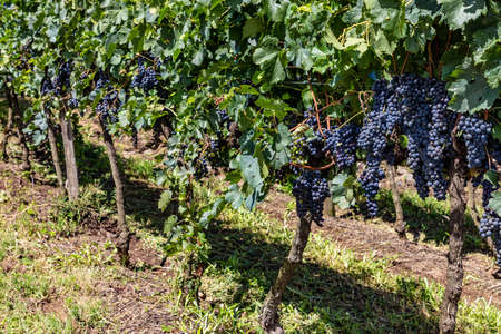 Grapes in vineyards, Bento Goncalves, Rio Grande do Sul, Brazilの写真素材