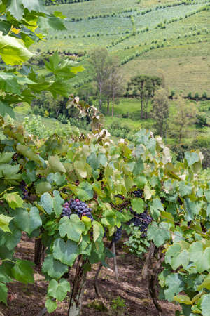 Grapes in vineyards, Bento Goncalves, Rio Grande do Sul, Brazilの写真素材