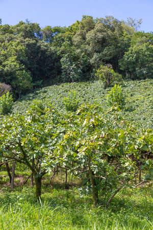 Fig trees, vineyards and forest, Bento Goncalves, Rio Grande do Sul, Brazilの写真素材