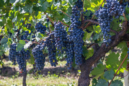 Grapes in vineyards, Bento Goncalves, Rio Grande do Sul, Brazilの写真素材