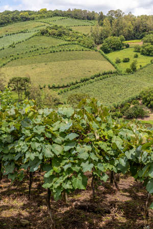 Vineyards and forest in valley, Bento Goncalves, Rio Grande do Sul, Brazilの写真素材