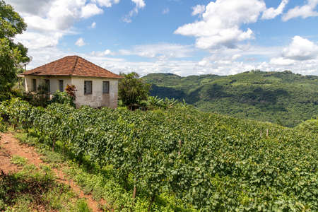 Vineyards, house and forest in valley, Bento Goncalves, Rio Grande do Sul, Brazilの写真素材