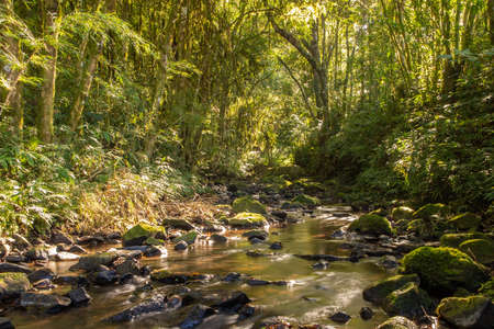 Aerial view of Arroio Feitoria river and forest, Ivoti, Rio Grade do Sul, Brazil