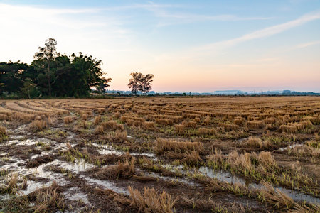 Rice plantation at sunrise, Venancio Aires, Rio Grande do Sul, Brazilの写真素材