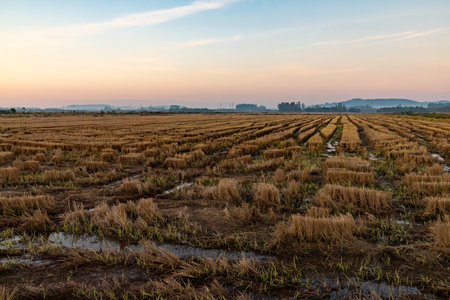 Rice plantation at sunrise, Venancio Aires, Rio Grande do Sul, Brazilの写真素材