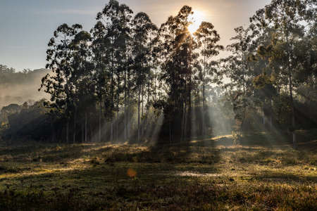 Farm field and trees at sunrise, Venancio Aires, Rio Grande do Sul, Brazilの写真素材