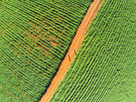 Couple walking in dirty road  with plantation around, Santa Cruz do Sul, Rio Grande do Sul, Brazilの写真素材