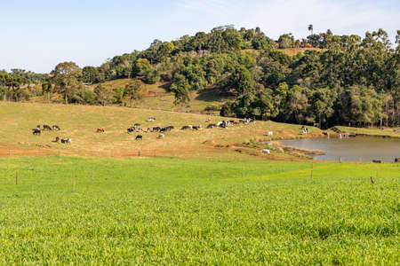 Farm field with herd, lake and forest, Santa Cruz do Sul, Rio Grande do Sul, Brazilの写真素材