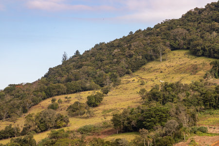 Farm field with herd and forest around in Sao Jose do Hortencio, Rio Grande do Sul, Brazil