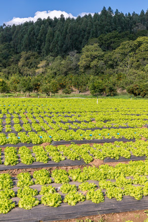 Lettuce plantation in Sao Jose do Hortencio, Rio Grande do Sul, Brazilの写真素材