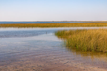Lake with vegetation and sand , Bacopari, Mostardas, Rio Grande do Sul, Brazilの写真素材