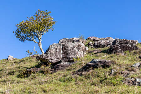 Tree and rocks in a farm field, Cambara do Sul, Rio Grande do Sul, Brazilの写真素材