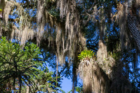 Bromeliad and Tillandsia usneoides over an Araucaria tree, Cambara do Sul, Rio Grande do Sul, Brazilの写真素材