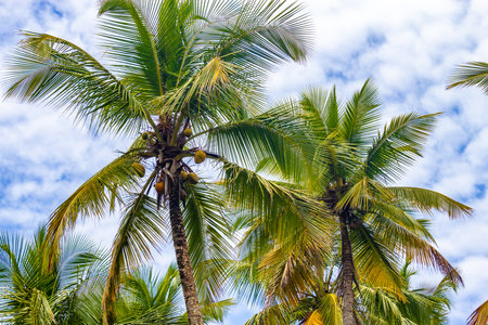 Coconut tree at Prainha beach trail, Itacare, Bahia, Brazil