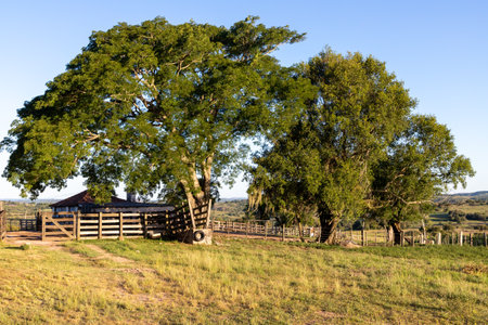 Trees and buildings in a farm field, Cacapava do Sul, Rio Grande do Sul, Brazilの写真素材