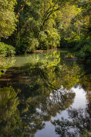 Small river in the florest, Sapiranga, Rio Grande do Sul, Brazil