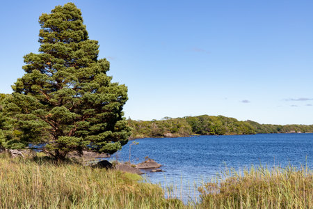 Pine Tree and vegetation on Lough Leane, Killarney, Kerry, Irelandの写真素材