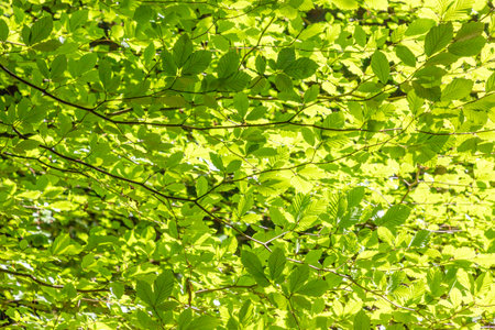 Green leafs below a tree, Killarney, Kerry, Ireland