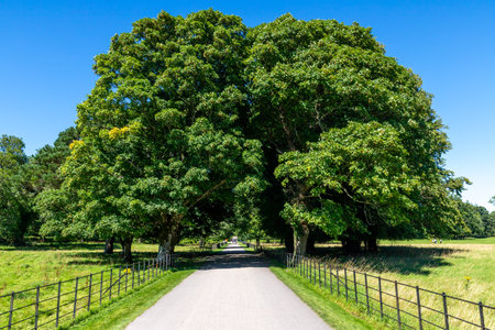 Trees, grass fields and foot path in Killarney, Kerry, Irelandの写真素材
