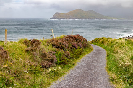 Trail and vegetation with foggy mountain and ocean in background, Valentia island, Kerry, Irelandの写真素材