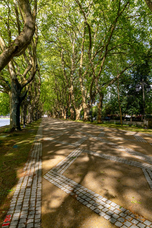 Platanos avenue with trees, Ponte de Lima, Portugalの写真素材