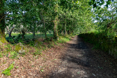 Dirty road with trees and rock wall, Ponte de Lima, Viana do Castelo, Portugalの写真素材