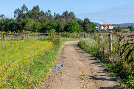 Dirty road around Grapevines, Arcozelo, Viana do Castelo, Portugalの写真素材