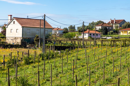 Village houses around Grapevines, Arcozelo, Viana do Castelo, Portugalの写真素材