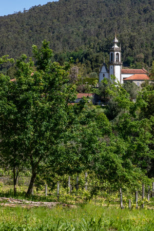 Tree and Grapevines with church in background, Labruja, Viana do Castelo, Portugalの写真素材