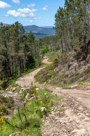 Trail in the forest, Labruja, Viana do Castelo, Portugalの写真素材