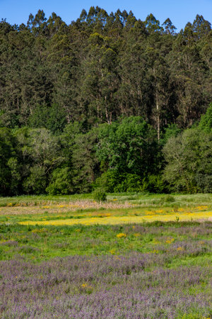 Wild flowers and forest, Valga, Pontevedra, Spainの写真素材