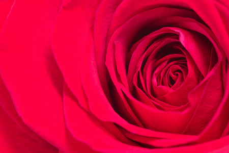 close-up of petals in the center of a red roseの写真素材